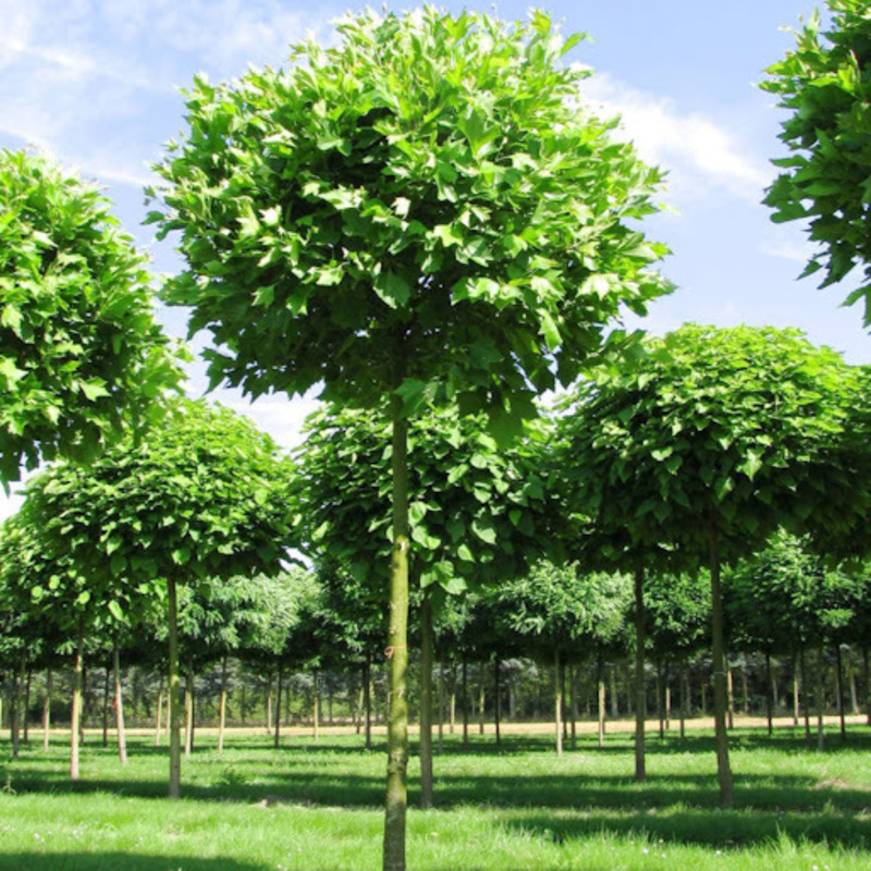 Платан кленолистный Альпенс Глоуб (Platanus x acerifolia 'Alpen's Globe')