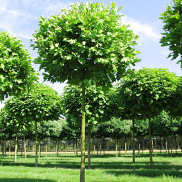 Платан кленолистный Альпенс Глоуб (Platanus x acerifolia 'Alpen's Globe')