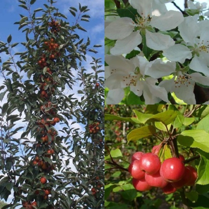 Яблоня декоративная Джон Доуни (Malus 'John Downie')