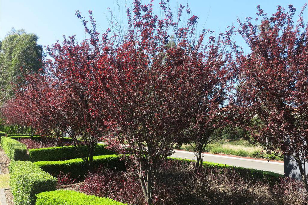 Слива растопыренная (Prunus cerasifera)