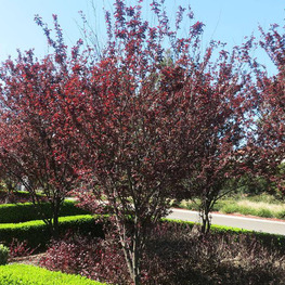 Слива растопыренная (Prunus cerasifera)