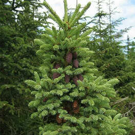 Ель черная (Picea mariana)