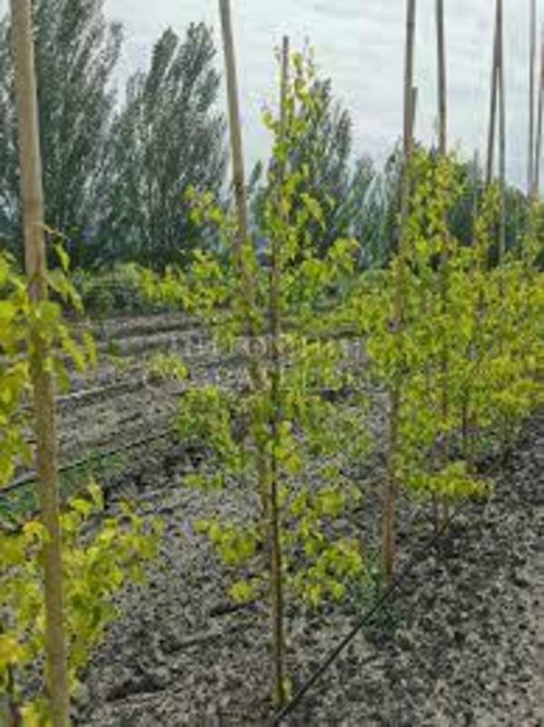 Береза повислая Шневердингер Голдбирке (Betula pendula 'Schneverdinger Goldbirke')