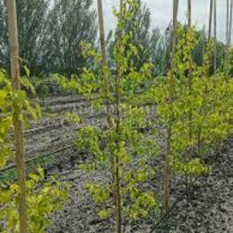 Береза повислая Шневердингер Голдбирке (Betula pendula 'Schneverdinger Goldbirke')