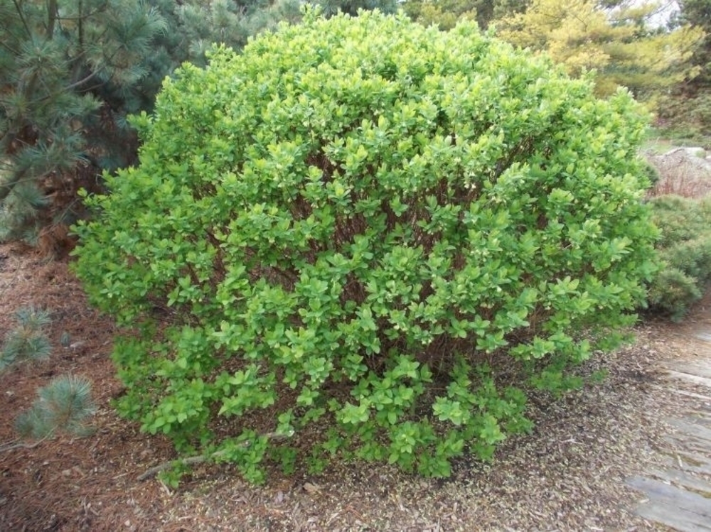 Жимолость камчатская (Lonicera kamtschatica)