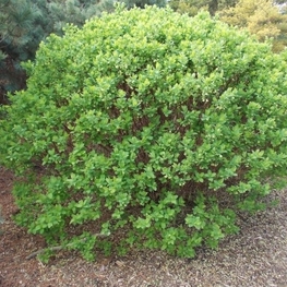 Жимолость камчатская (Lonicera kamtschatica)