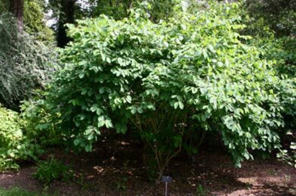 Жимолость обыкновенная (Lonicera xylosteum)