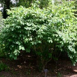 Жимолость обыкновенная (Lonicera xylosteum)