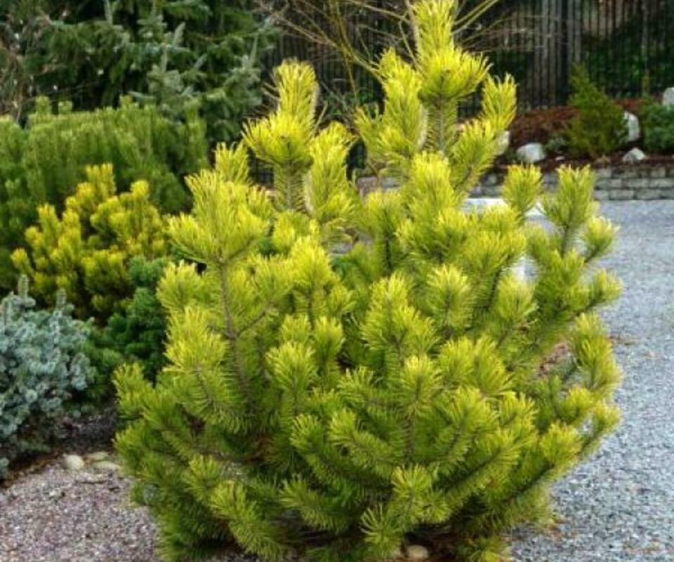 Сосна горная Цундерт (Pinus mugo 'Zundert')