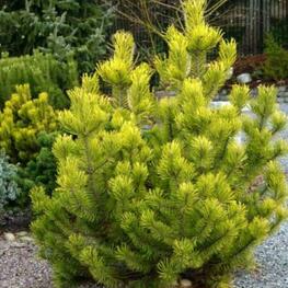 Сосна горная Цундерт (Pinus mugo 'Zundert')