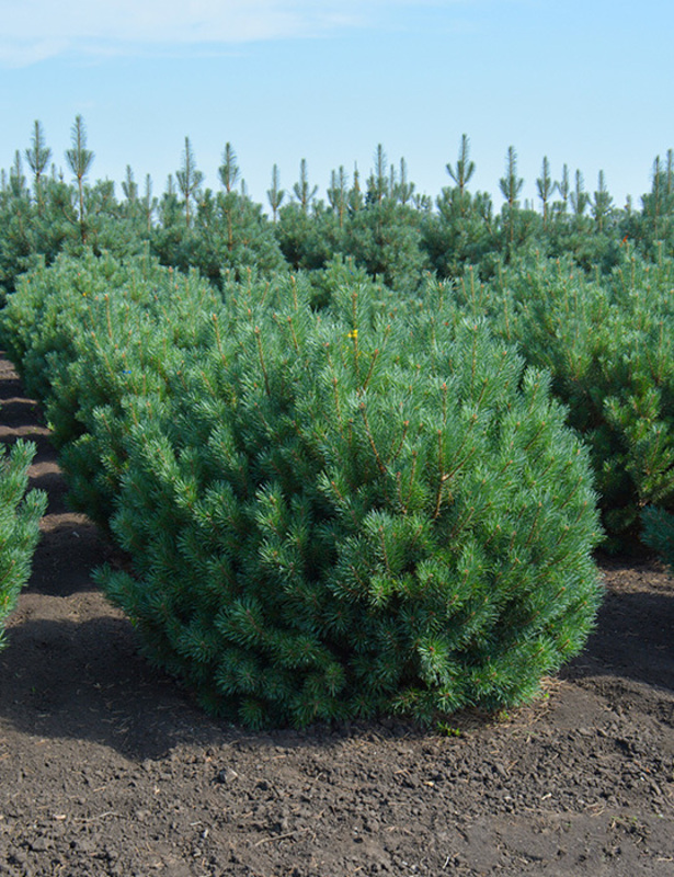 Сосна обыкновенная Бевроненсис (Pinus sylvestris 'Beuvronensis')