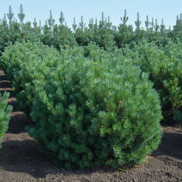 Сосна обыкновенная Бевроненсис (Pinus sylvestris 'Beuvronensis')