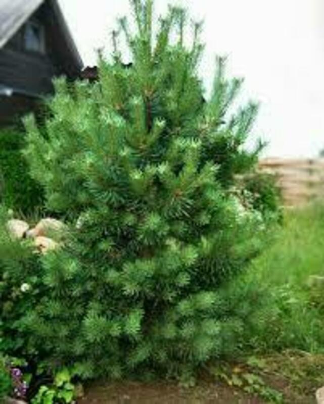 Сосна обыкновенная Дюрехаве (Pinus sylvestris 'Dyrehave')