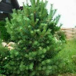 Сосна обыкновенная Дюрехаве (Pinus sylvestris 'Dyrehave')