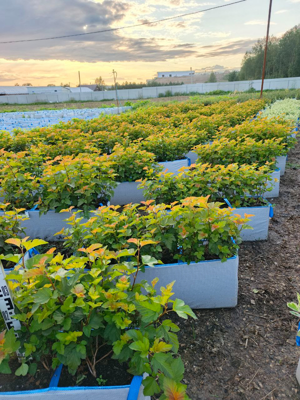 Пузыреплодник калинолистный Амбер Джубили (Physocarpus opulifolius 'Amber Jubilee')