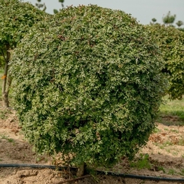 Боярышник крупноколючковый (Crataegus macracantha)
