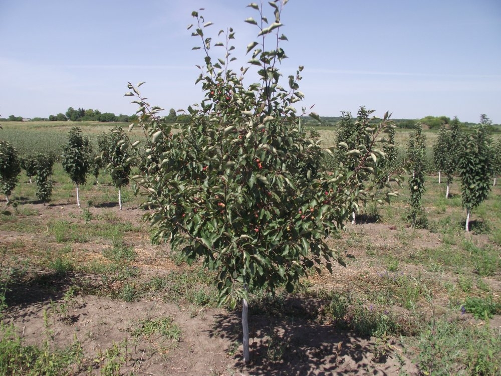 Яблоня Зибольда (торинго) (Malus sieboldii)