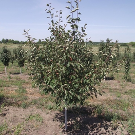 Яблоня Зибольда (торинго) (Malus sieboldii)