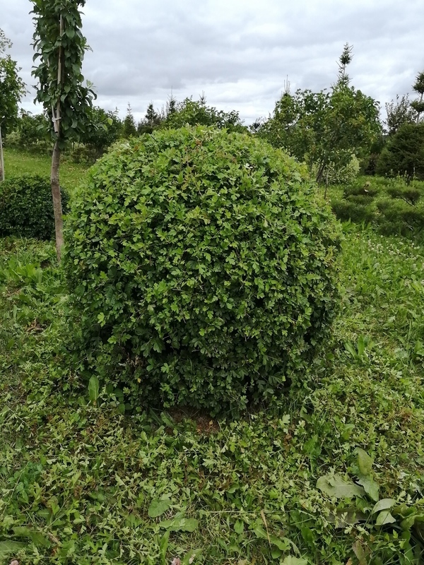 Боярышник обыкновенный (Crataegus laevigata)