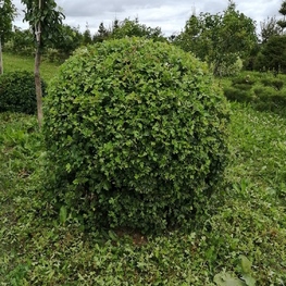 Боярышник обыкновенный (Crataegus laevigata)