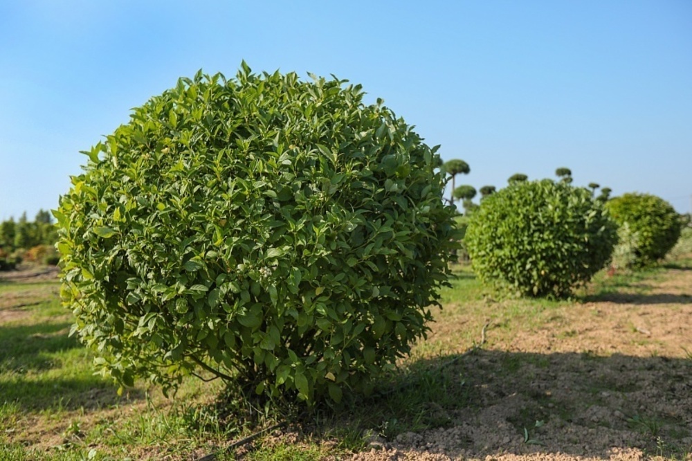 Дерен отпрысковый Флавирамеа (Cornus stolonifera 'Flaviramea')
