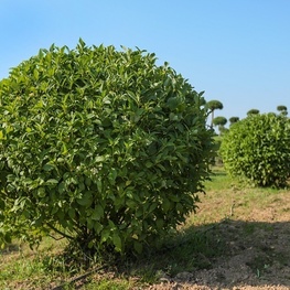 Дерен отпрысковый Флавирамеа (Cornus stolonifera 'Flaviramea')