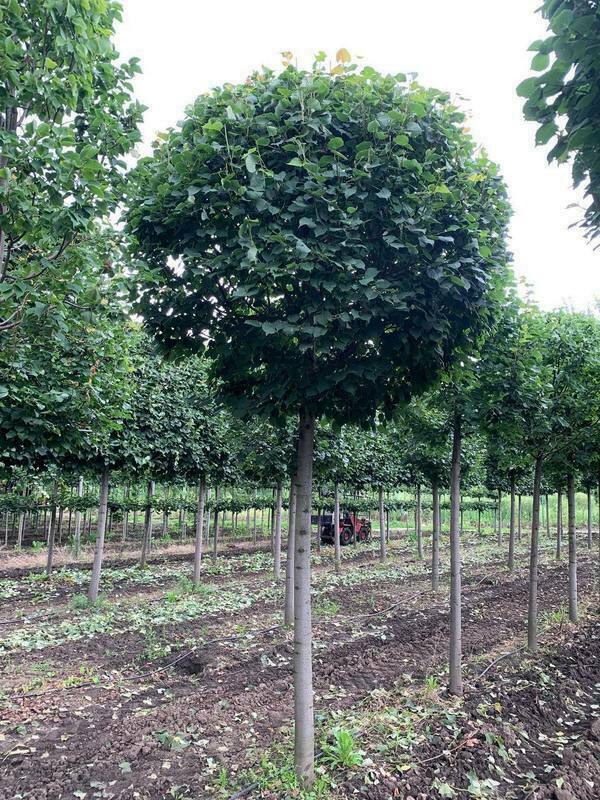 Липа мелколистная (Tilia cordata)