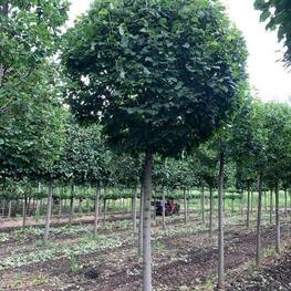 Липа мелколистная (Tilia cordata)