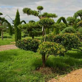 Боярышник полумягкий