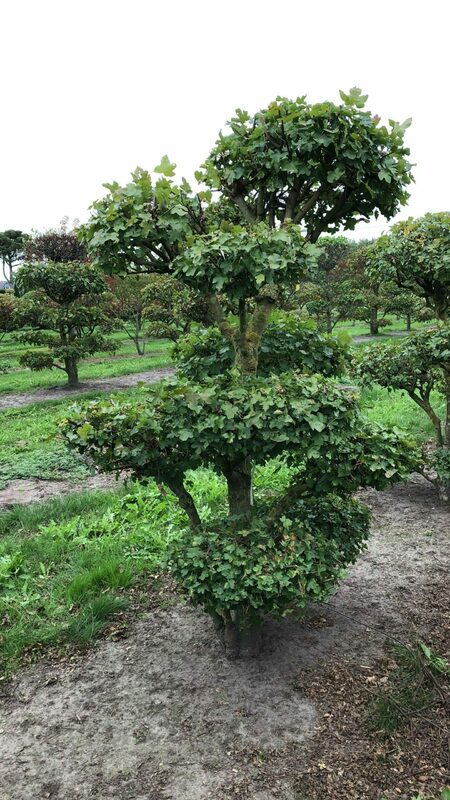 Боярышник сливолистный