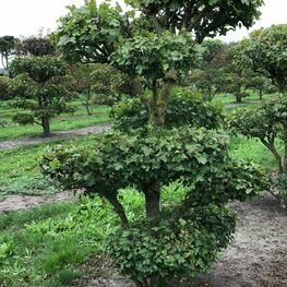 Боярышник сливолистный (Crataegus x prunifolia)