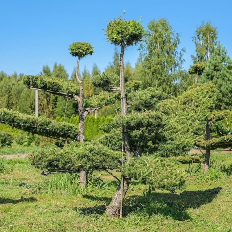 Лиственница Маргилинда (Larix x marschlinsii)