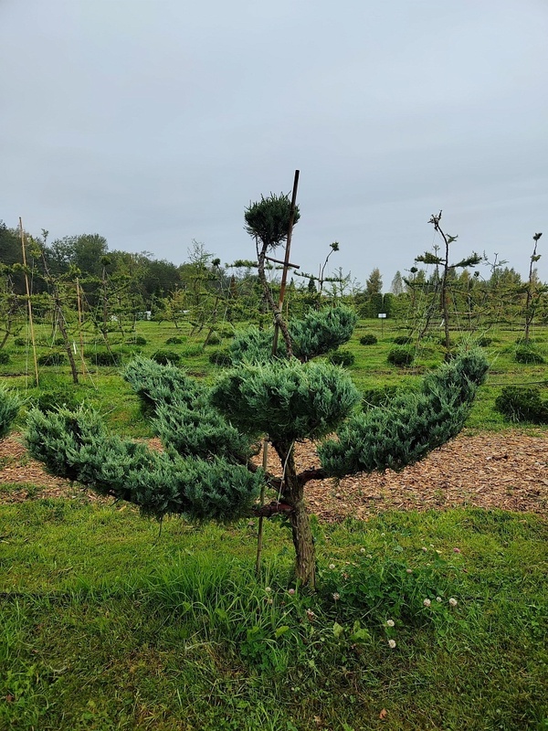 Можжевельник скальный Моффат Блю (Juniperus scopulorum 'Moffat Blue')