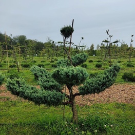 Можжевельник скальный Моффат Блю (Juniperus scopulorum 'Moffat Blue')