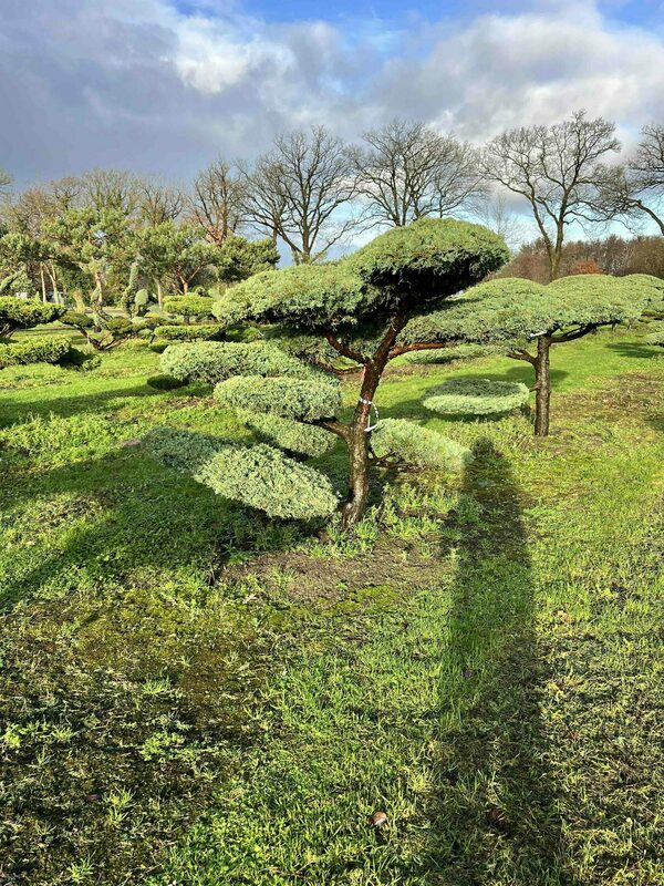 Можжевельник средний Пфитцериана Глаука (Juniperus x pfitzeriana 'Pfitzeriana Glauca')