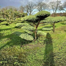Можжевельник средний Пфитцериана Глаука (Juniperus x pfitzeriana 'Pfitzeriana Glauca')