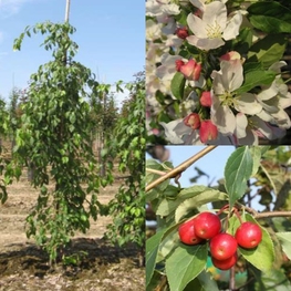 Яблоня декоративная Ред Джейд (Malus 'Red Jade')
