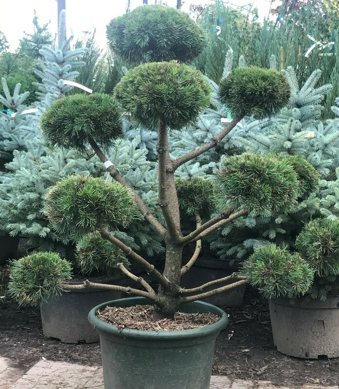 Сосна крючковатая (Pinus uncinata)