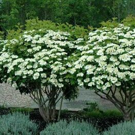 Калина обыкновенная (Viburnum opulus)