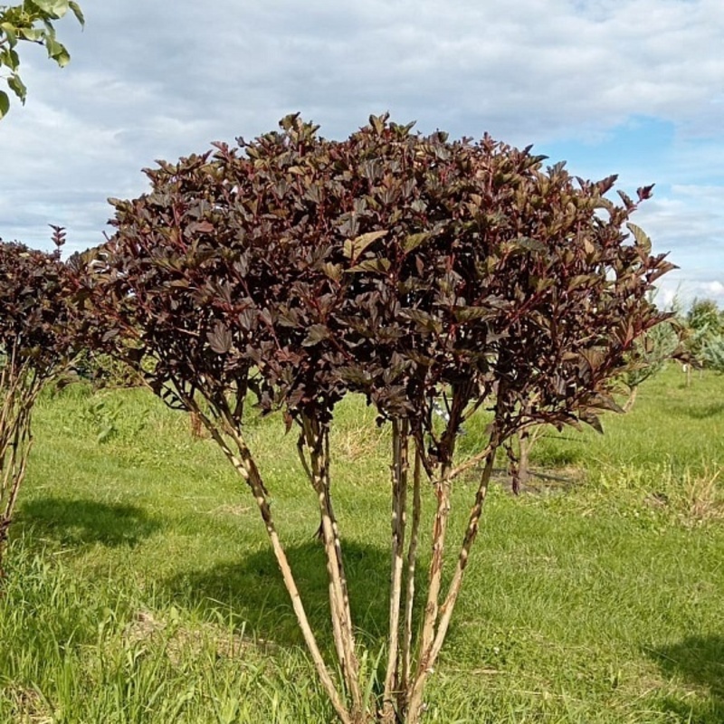 Пузыреплодник калинолистный Диабло (Physocarpus opulifolius 'Diablo')
