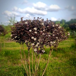 Пузыреплодник калинолистный Ред Барон (Physocarpus opulifolius 'Red Baron')