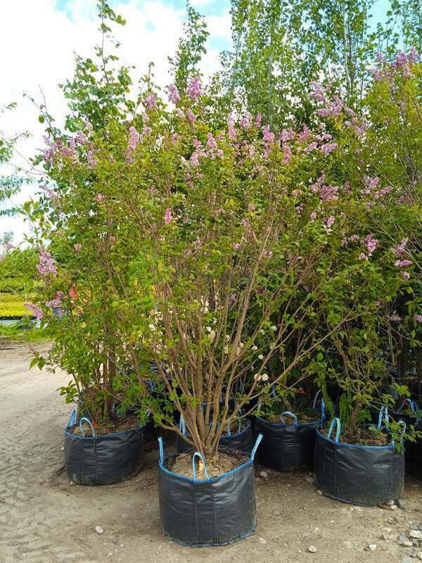 Сирень венгерская (Syringa josikaea)