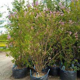 Сирень венгерская (Syringa josikaea)