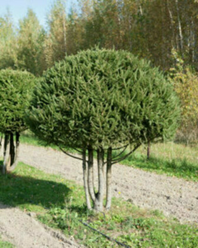 Ель обыкновенная (Picea abies)