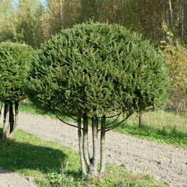 Ель обыкновенная (Picea abies)