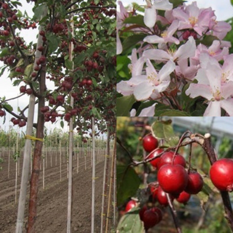 Яблоня декоративная Ред Обелиск (Malus 'Red Obelisk')