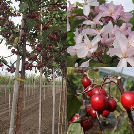 Яблоня декоративная Ред Обелиск (Malus 'Red Obelisk')