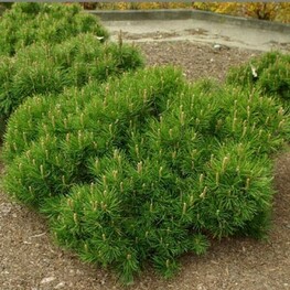 Сосна горная Пумилио (Pinus mugo 'Pumilio') КАРИКОМИ