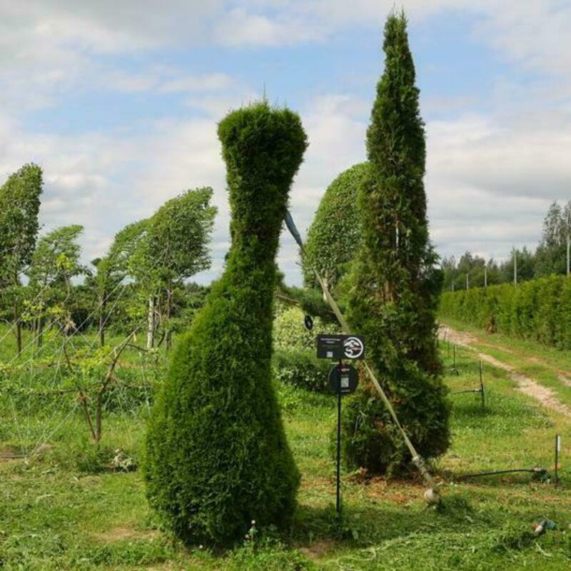 Туя западная Смарагд (Thuja occidentalis 'Smaragd') ф. Грин-арт