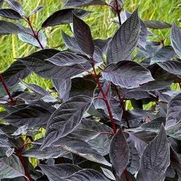 Дерен белый Найтфолл (Cornus alba 'Nightfall')